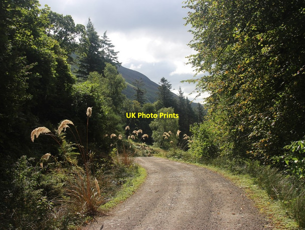 Photo 6"x4" The garden wood, Glenstriven Inverchaolain c2014