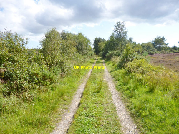 Photo 6"x4" Winfrith Heath, track Blacknoll c2014