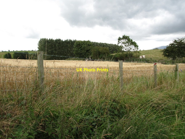 Photo 6"x4" A shelter belt of conifers east of the High Road Ballyroney c2014