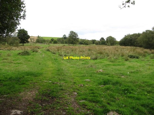 Photo 6"x4" Comparatively dry land on the edge of the Lackan Bog Ballyroney c2014