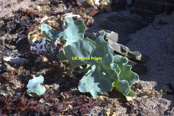 Photo 6"x4" Sea Kale (Crambe maritima), Skaw Kirkaton c2014