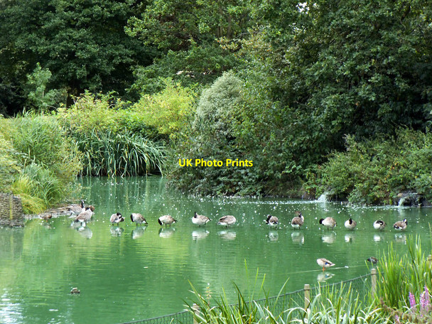 Photo 6"x4" Canada geese in a row Greenwich\/TQ3977 c2014