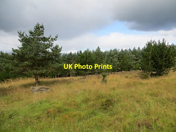 Photo 6"x4" Clearing, Griffin Forest Cultullich Burn c2014