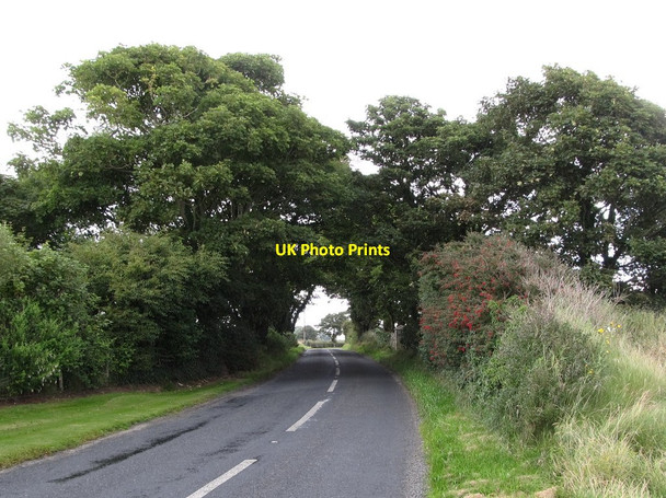 Photo 6"x4" Arching trees on the Shore Road Strangford\/J5849 c2013