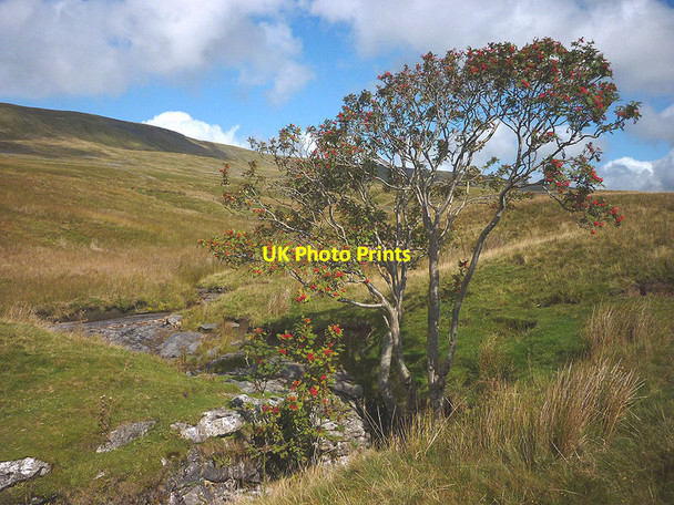 Photo 6"x4" Rowan tree at Jingling Pot Jingling Pot c2014