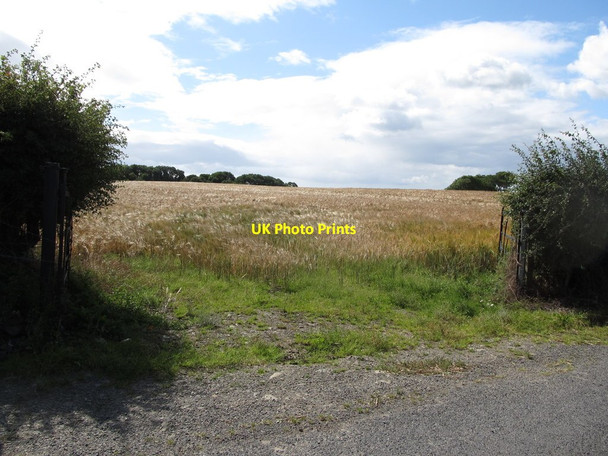 Photo 6"x4" Grain crop on the lee slope of a drumlin at the Chambers Farm,Tullynaskeagh Bishops Court\/J5642 c2014