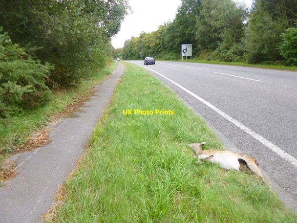 Photo 6"x4" Stoborough Green, roadkill Wareham c2014