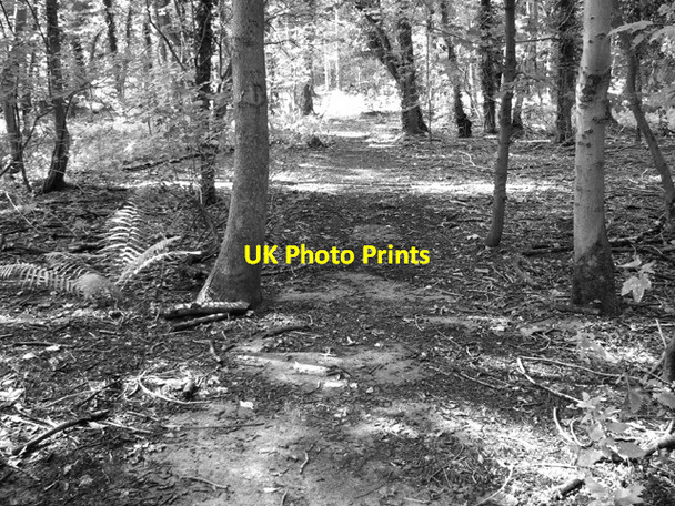 Photo 6"x4" Old concreted track in Heath Wood New Rackheath c2014