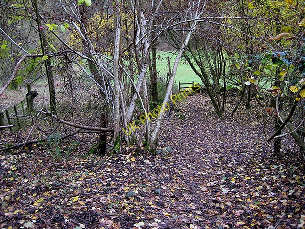 Photo 6"x4" Emerging into the valley from Coppett Hill Hillersland c2008