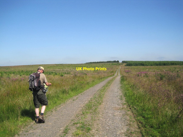 Photo 6"x4" Forest Track towards Wedges Rigg Small Burn\/NY7073 c2014