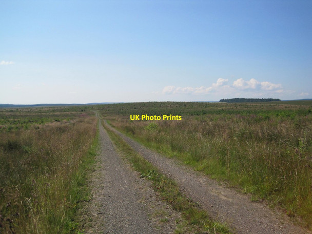 Photo 6"x4" Forest Track towards Trenchgap Fold Small Burn\/NY7073 c2014