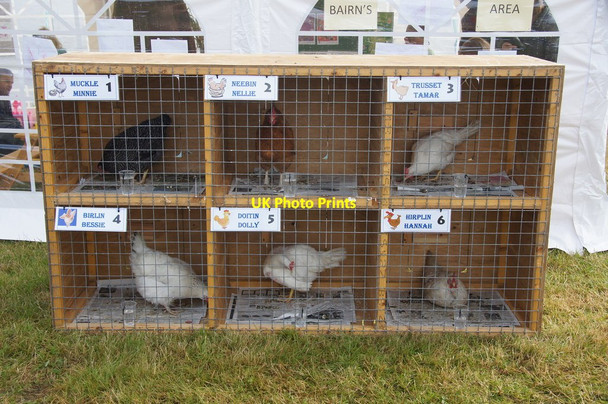 Photo 6"x4" Racing hens at the Unst Show, Haroldswick Bothen c2014