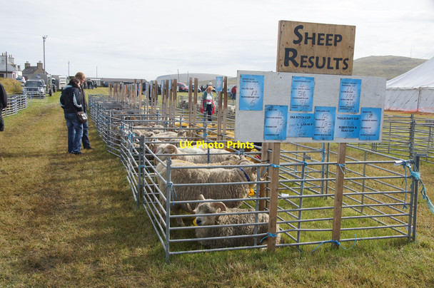 Photo 6"x4" Sheep at the Unst Show, Haroldswick Bothen c2014