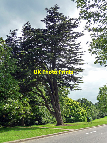 Photo 6"x4" Cedar, West Drive, Nottingham Beeston\/SK5236 c2012