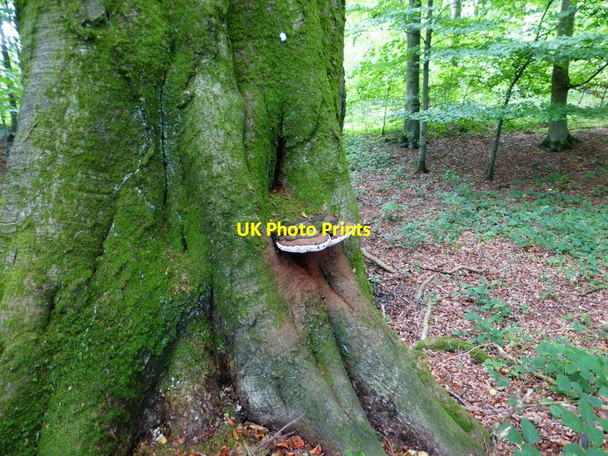 Photo 6"x4" Tree fungus in Closedown Wood Powntley Copse c2014