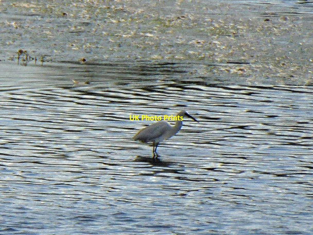 Photo 6"x4" Little Egret on Edderthorpe Ings Cudworth Common\/SE3907 c2014