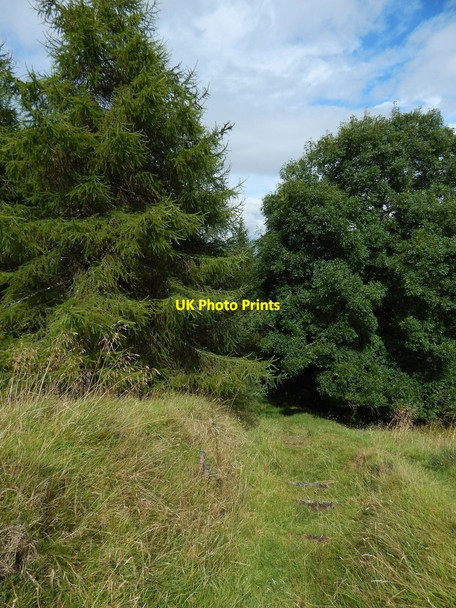 Photo 6"x4" Path to Pennyfern Road Gourock c2014