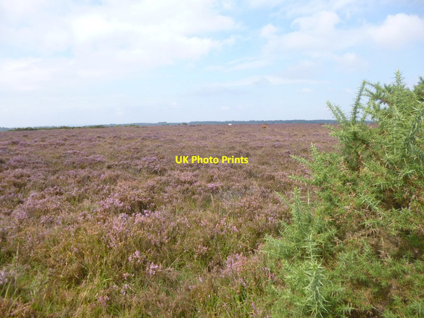 Photo 6"x4" Leaden Hall, heathland Fritham c2014