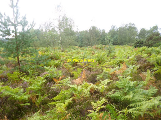 Photo 6"x4" Avon Heath, bracken St Ives\/SU1204 c2014
