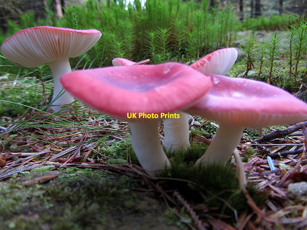 Photo 6"x4" Fungi of the Kielder forest floor Kielder c2014