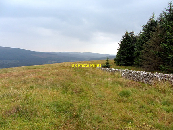 Photo 6"x4" Forest edge at Thorlieshope Pike Saughtree c2014