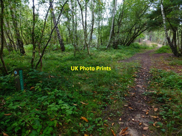 Photo 6"x4" Looking along Welsh Drive Lower Common\/SU7662 c2014