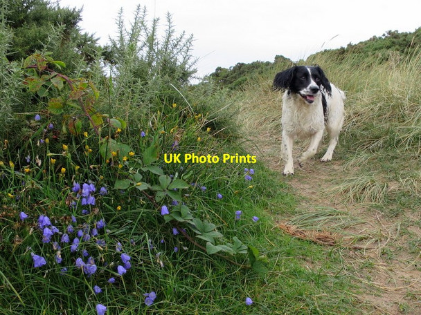 Photo 6"x4" Bluebells to you pal!!! Lossiemouth c2014