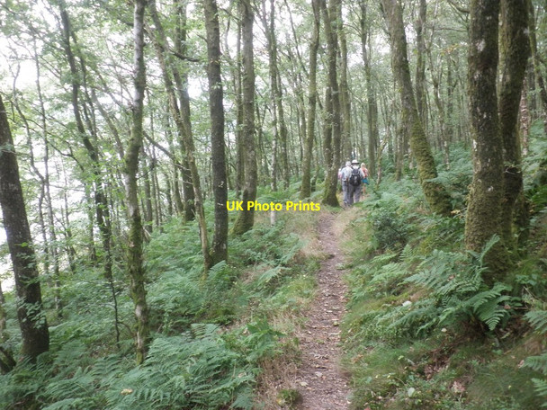 Photo 6"x4" Woodland path, Wimbleball lakeside Upton\/SS9928 c2014