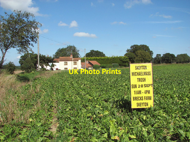 Photo 6"x4" Sugar beet crop by Hillside Skeyton Corner c2014