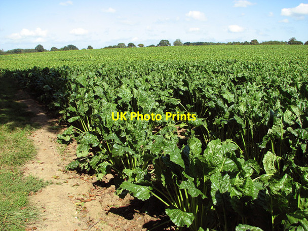 Photo 6"x4" Sugar beet crop field east of Low Common Hyltons Crossways c2014