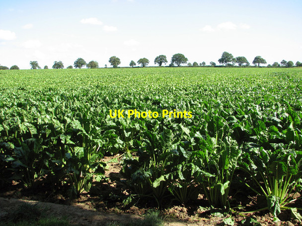 Photo 6"x4" Sugar beet crop, Tuttington Hyltons Crossways c2014
