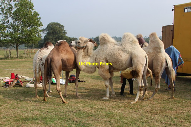 Photo 6"x4" Camels at Hole Park Beacon Hill\/TQ8232 c2014