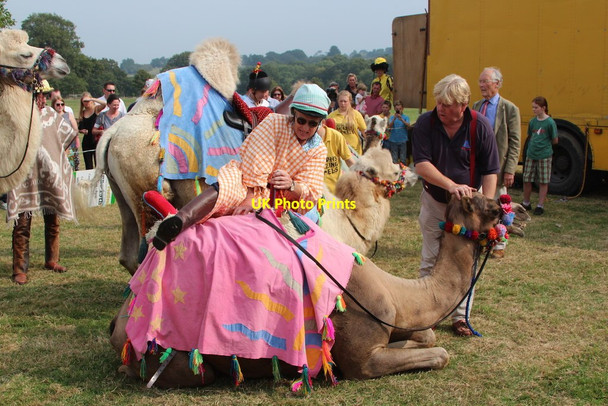 Photo 6"x4" Camel at Hole Park Beacon Hill\/TQ8232 c2014