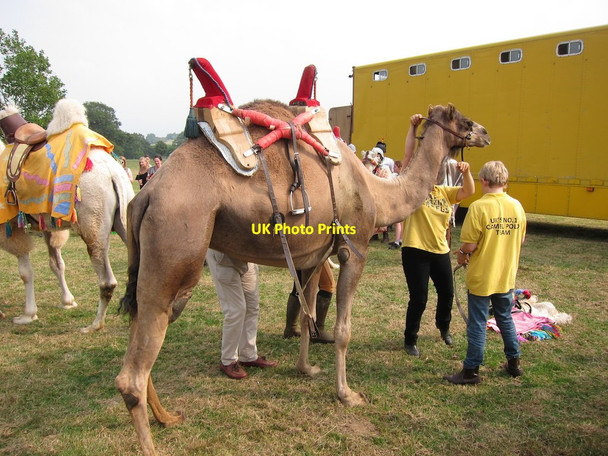 Photo 6"x4" Camel at Hole Park Beacon Hill\/TQ8232 c2014 P1