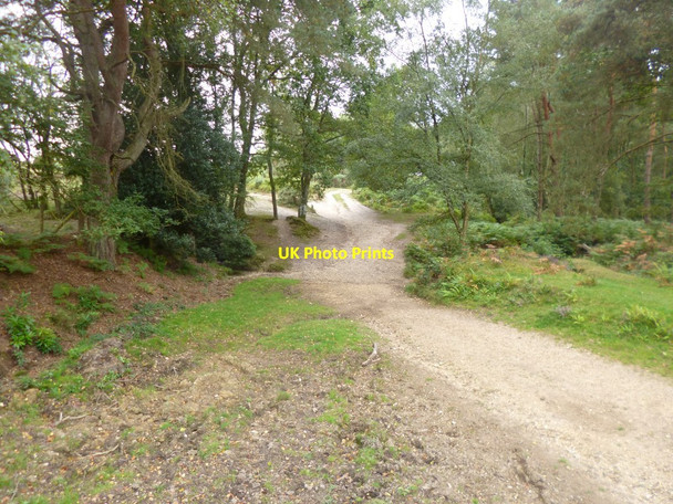 Photo 6"x4" Millersford Plantation, ford Bohemia\/SU2019 c2014