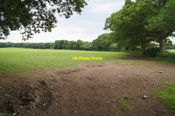 Photo 6"x4" Grazing off Berrydown Lane Overton\/SU5149 c2014