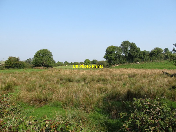 Photo 6"x4" Reedy land on the north side of Alina Road near Crossmaglen Drumakill c2014