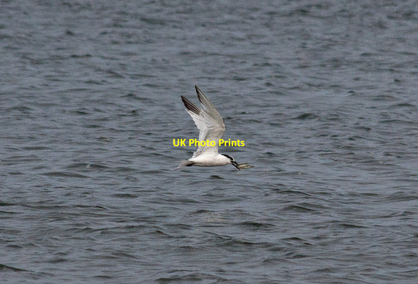 Photo 6"x4" Tern with sandeel, Brancaster Bay Marsh Side c2014