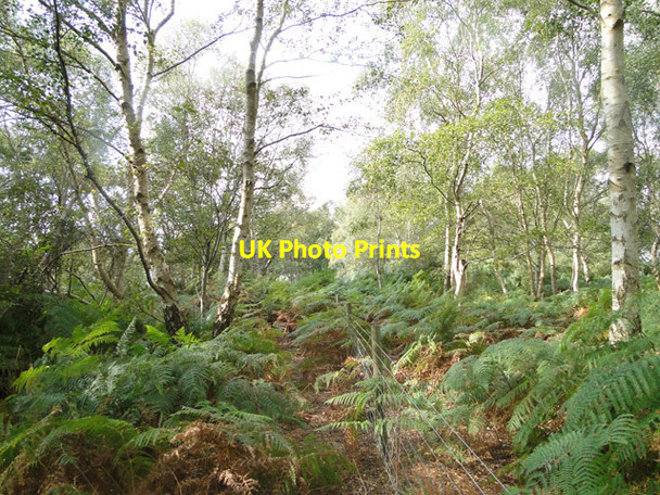 Photo 6"x4" Fenced in woodland Westleton c2014