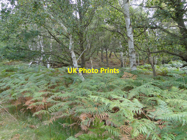 Photo 6"x4" Bracken on Westleton walks Dunwich c2014