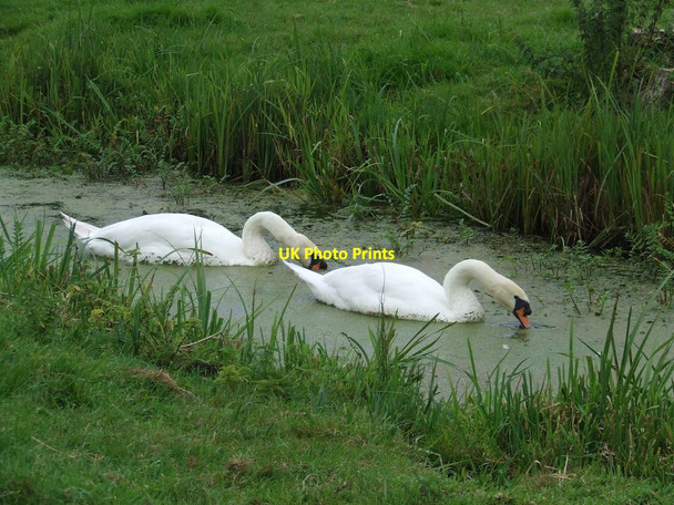 Photo 6"x4" Feeding Swans Shipmeadow c2014
