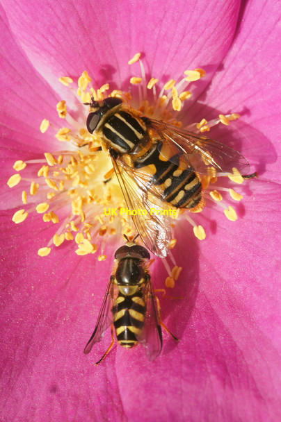 Photo 6"x4" Hoverflies, Baltasound Baltasound c2014