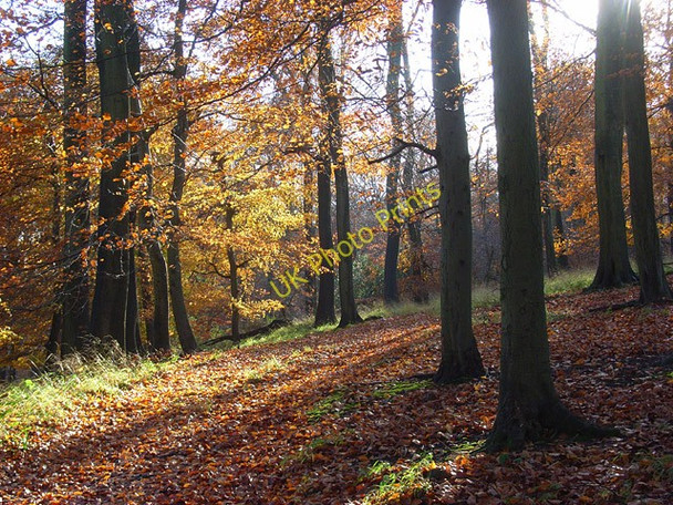 Photo 6"x4" Great Wood, Hambleden Fawley\/SU7586 c2008