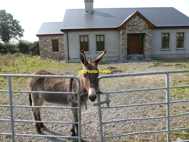 Photo 6"x4" A friendly ass near Lough Clare Drumakill c2014