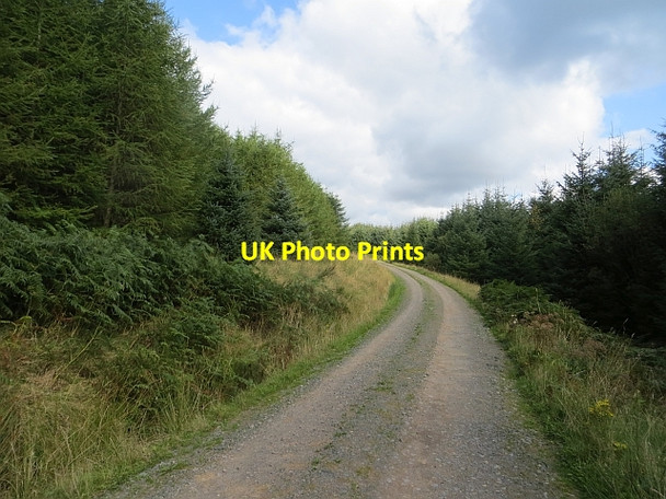 Photo 6"x4" Logging road, Ae Ae c2014