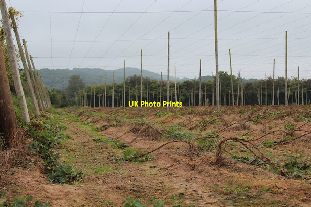 Photo 6"x4" Hop field at Ankerdine Farm Ankerdine Hill c2014