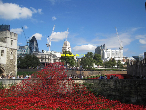 Photo 6"x4" Poppies The Tower of London London c2014