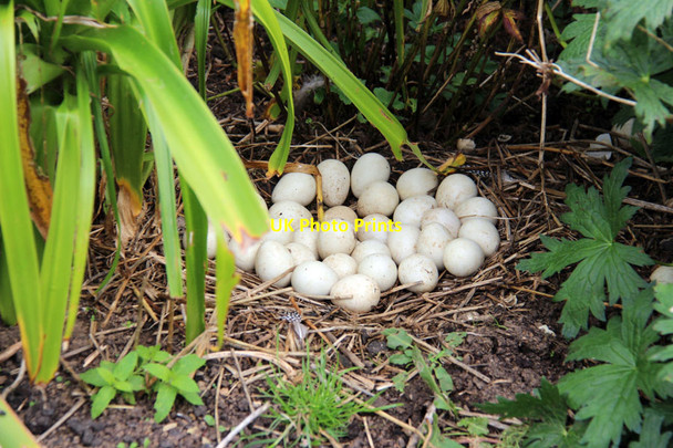 Photo 6"x4" The Old Vicarage Gardens, East Ruston Happisburgh Common c2014 P1
