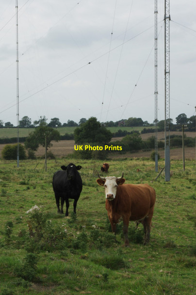 Photo 6"x4" Cows - Rugby Radio Station Hillmorton c2014