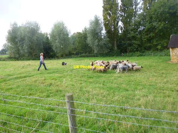 Photo 6"x4" Upper Heyford, shepherding Upper Heyford\/SP6659 c2014